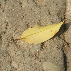 商城专业小鲤导航
